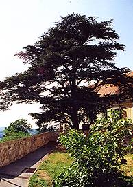 Stradener Zeder (cedrus atlantica)